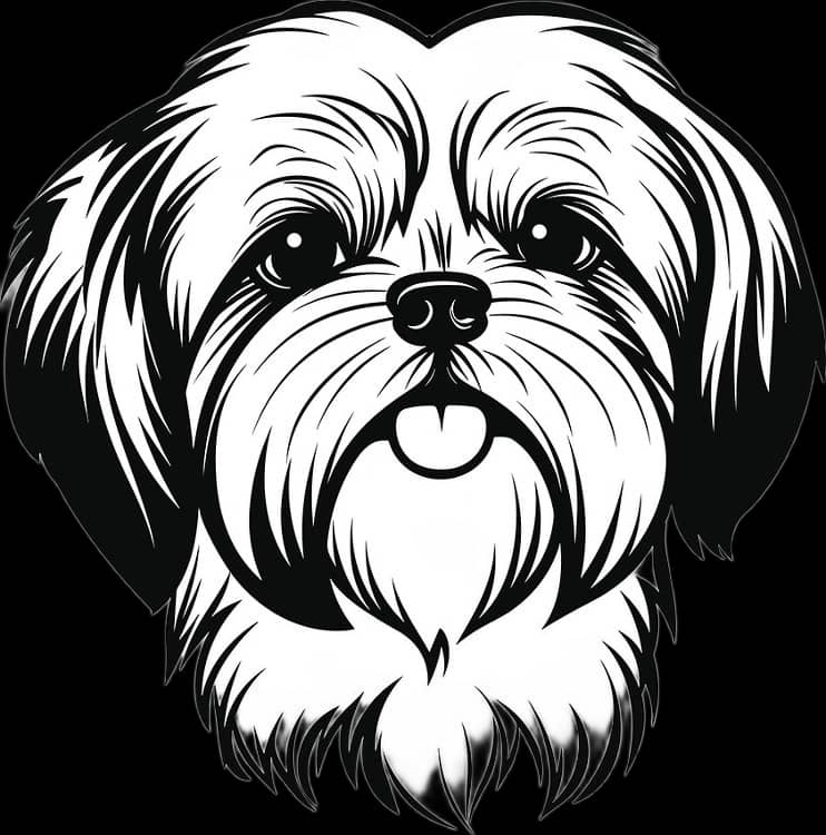 forever maltese shih tzu